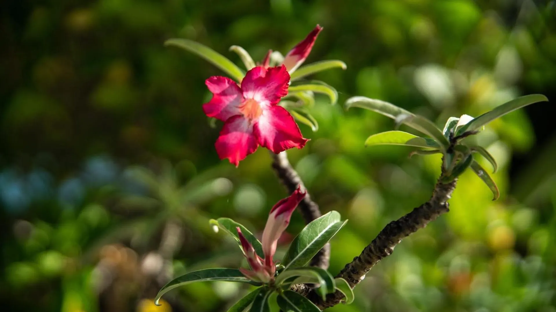 Villa Paradis Des Colibris Surgy